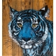 BLUE TIGER